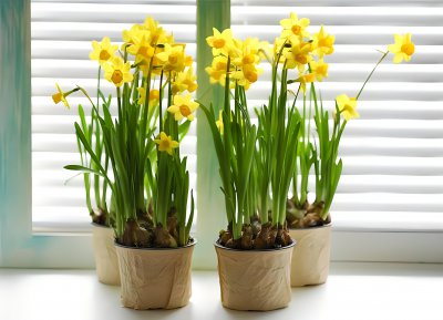水仙花怎么养才开花 水仙花如何照料才能开花？