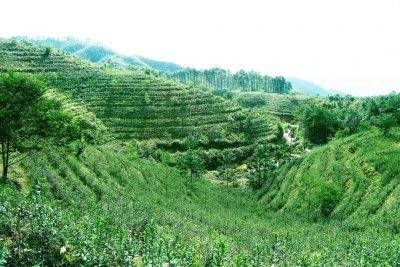 茶叶生长环境条件及特点 茶叶生长环境与特征