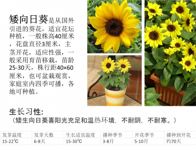 向日葵生长环境条件及特点 向日葵的生长环境要求和特性