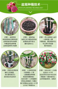 盆栽火龙果几月份种植合适 什么时候适合种植盆栽火龙果？