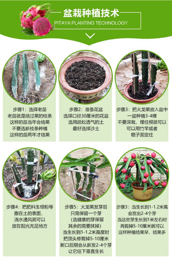 盆栽火龙果几月份种植合适