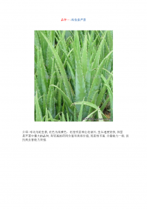 芦荟生长环境条件及特点 芦荟生长条件与特性