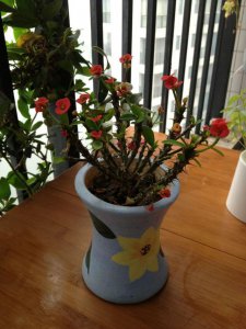 刺梅怎么养才开花 刺梅如何培养才能开花