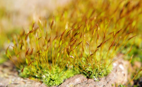 苔藓生长环境条件及特点