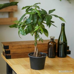 发财树生长环境条件及特点 发财树的生长环境条件和特征