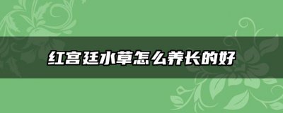 红宫廷水草怎么养长的好 红宫廷水草的养护技巧