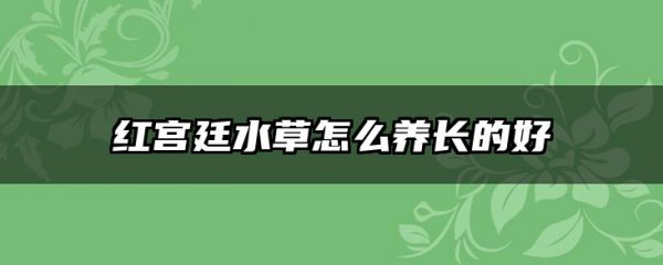 红宫廷水草怎么养长的好
