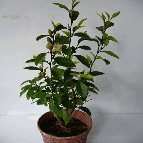 含笑花怎么养家庭养法