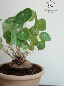 山乌龟的生长环境条件及特点 山乌龟的生态环境及特性