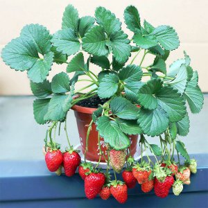 草莓盆栽几月份种植合适 何时最适合种植草莓盆栽？