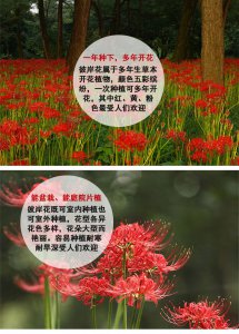 彼岸花生长环境条件及特点 彼岸花生长条件与特性