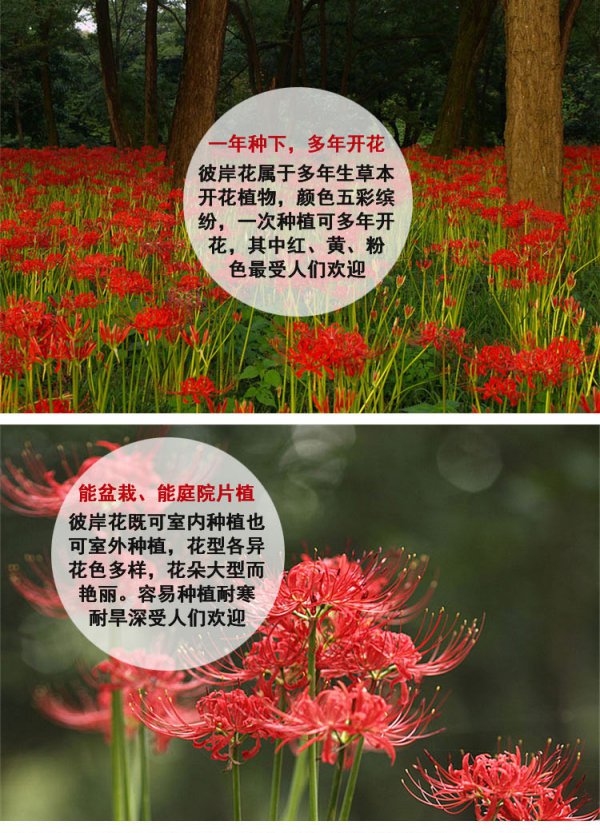 彼岸花生长环境条件及特点