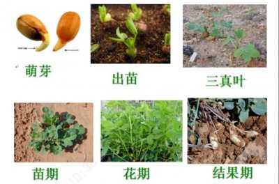 花生生长环境条件及特点 花生的生长条件和特征