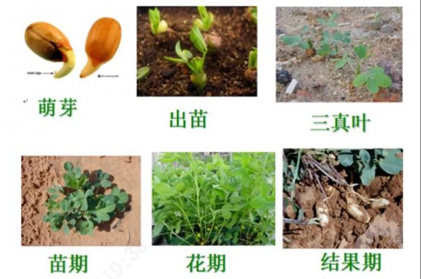 花生生长环境条件及特点