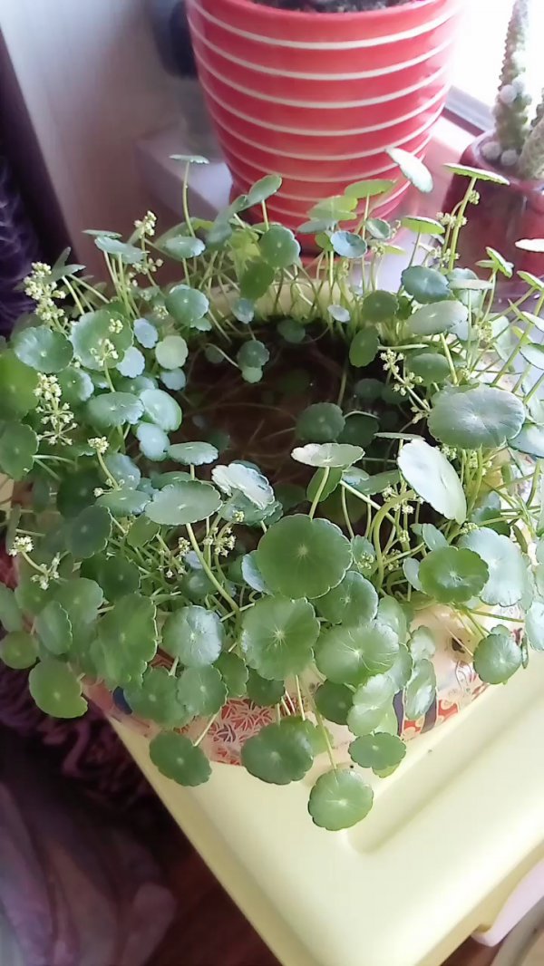 大金钱草怎么养才开花