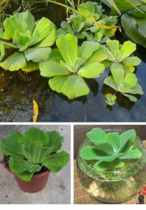 水芙蓉怎么养长好 如何正确照顾水芙蓉以促使其生长？