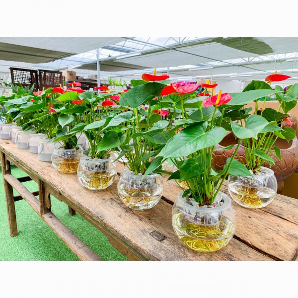 水培红掌怎么养才开花