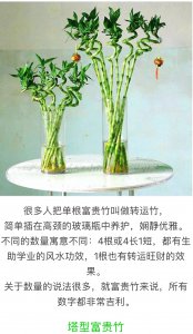 发财竹怎么养护更茂盛 如何使发财竹茁壮成长