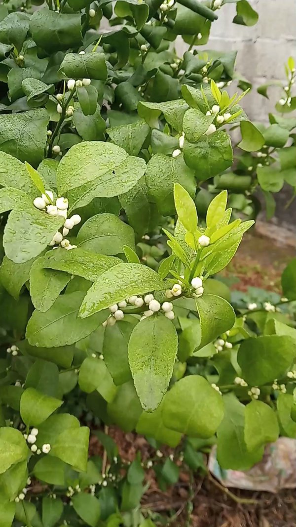 桔子树开花时能浇水吗