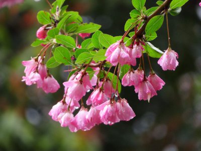 海棠花喜水吗 喜欢海棠花的水吗？
海棠花是否喜欢水？
