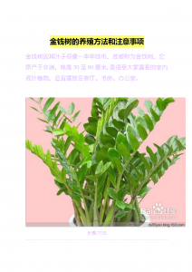 摇钱树怎么养护比较好 摇钱树的养护方法
摇钱树的有效养护技巧