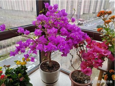 天天开怎么养花开的多 如何让花开得更多？