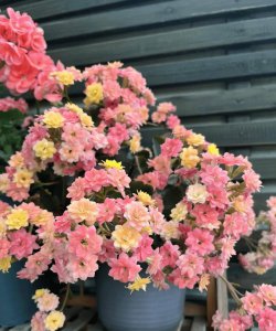 长寿花要浇什么肥最好 长寿花最适合施什么肥料