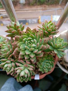 马库斯多肉怎么养护出状态 如何正确养护马克斯多肉使其保持状态