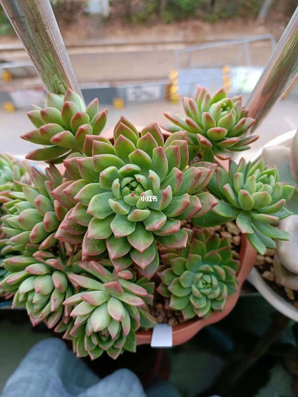 马库斯多肉怎么养护出状态