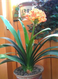 君子兰开花时能浇水吗 君子兰开花时需要浇水吗？