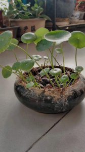 铜钱草浇什么肥最好 铜钱草最适合使用哪种肥料进行施肥