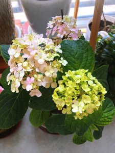 蝴蝶梅怎么养家庭养法 家庭种植蝴蝶梅的养护技巧
