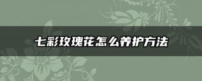 七彩玫瑰花怎么养护方法 七彩玫瑰的养护技巧