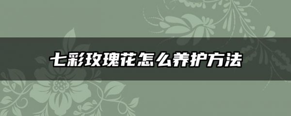 七彩玫瑰花怎么养护方法