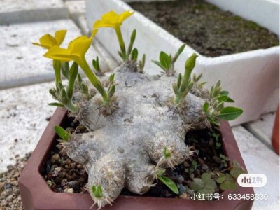 惠比须笑怎么养护方法 养护惠比须笑的方法
护理笑容的惠比须笑