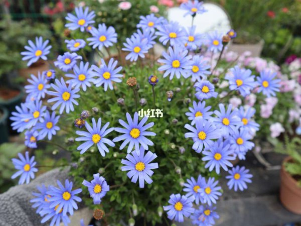 蓝色玛格丽特花怎么养护方法