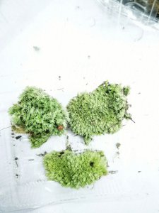 白发藓怎么养护绿油油 如何保养白发藓让它绿油油