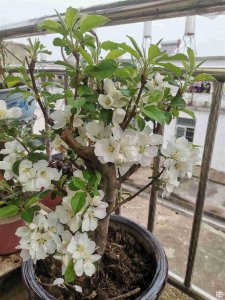 苹果开花时能浇水吗 苹果树开花时需要浇水吗？