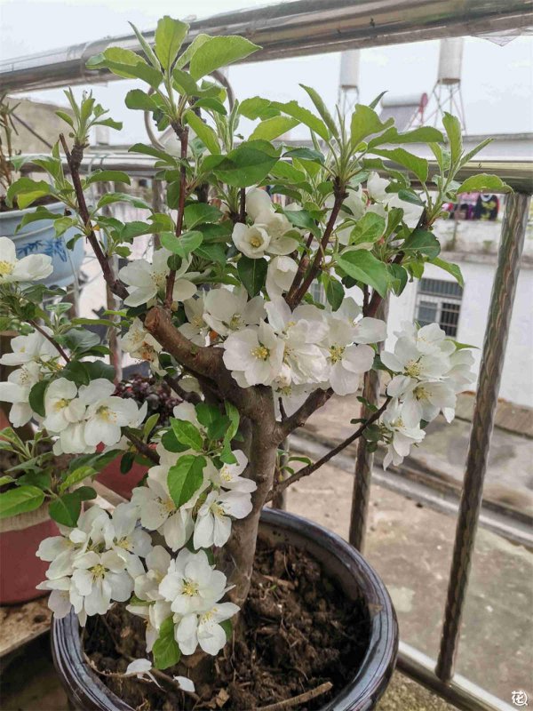 苹果开花时能浇水吗