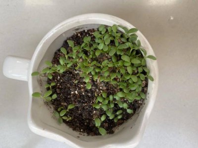 幸运草怎么养长的好 如何正确种植幸运草？