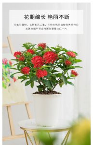 龙船花怎么养家庭养法 家庭如何养护龙船花