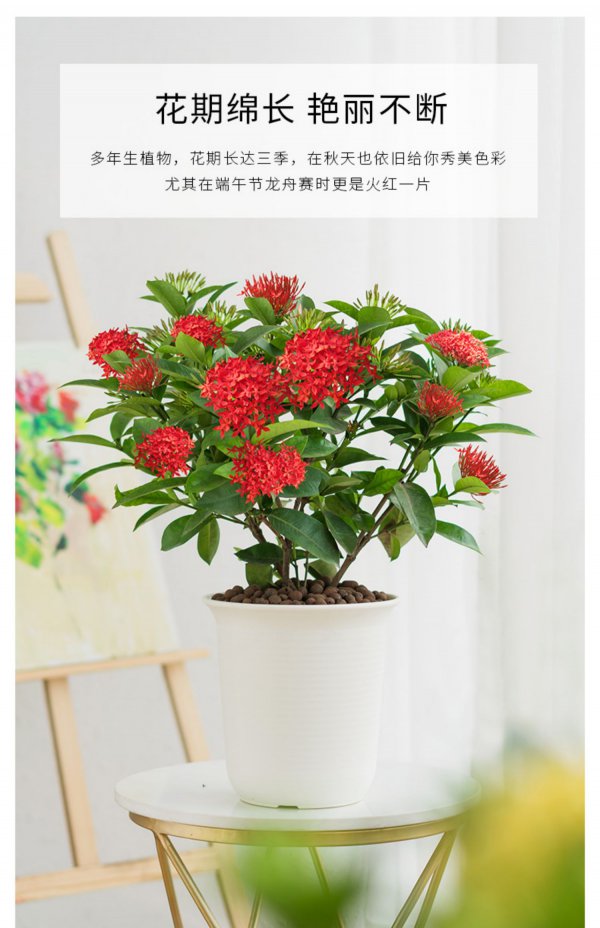 龙船花怎么养家庭养法