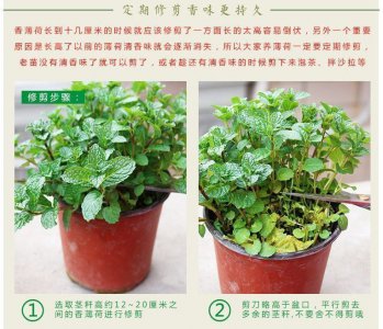 柠檬薄荷怎么养护爆盆 怎样让柠檬薄荷在盆栽中茁壮生长