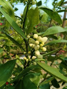 橘子树开花时能浇水吗 橘子树开花时需要浇水吗？