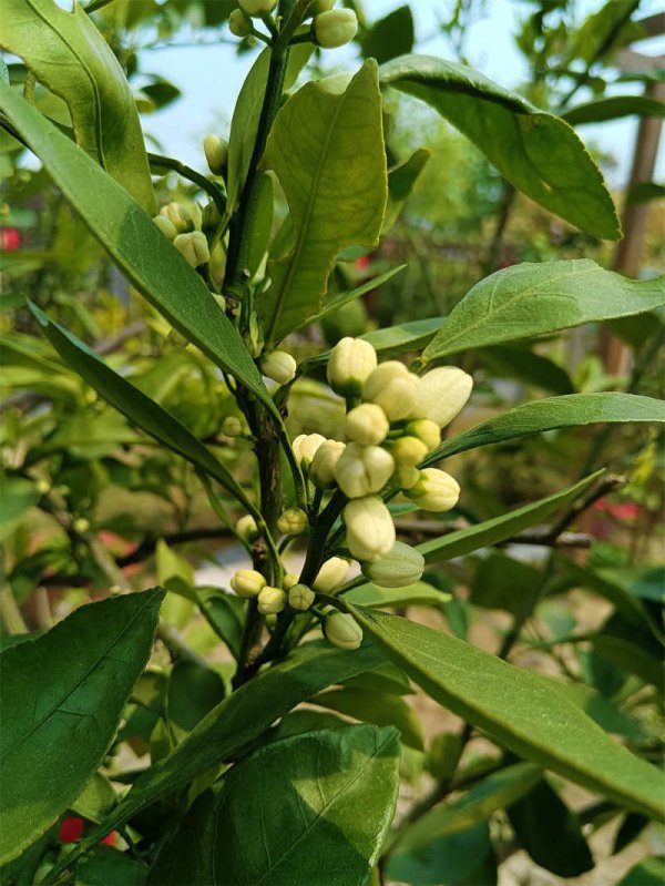 橘子树开花时能浇水吗