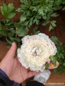 芹叶牡丹怎么养护长的好 芹叶牡丹的养护技巧分享