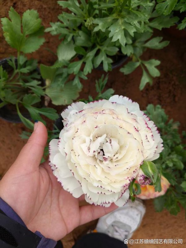 芹叶牡丹怎么养护长的好