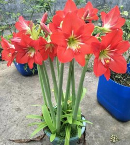 朱顶红开花时能浇水吗 朱顶红开花需要浇水吗？