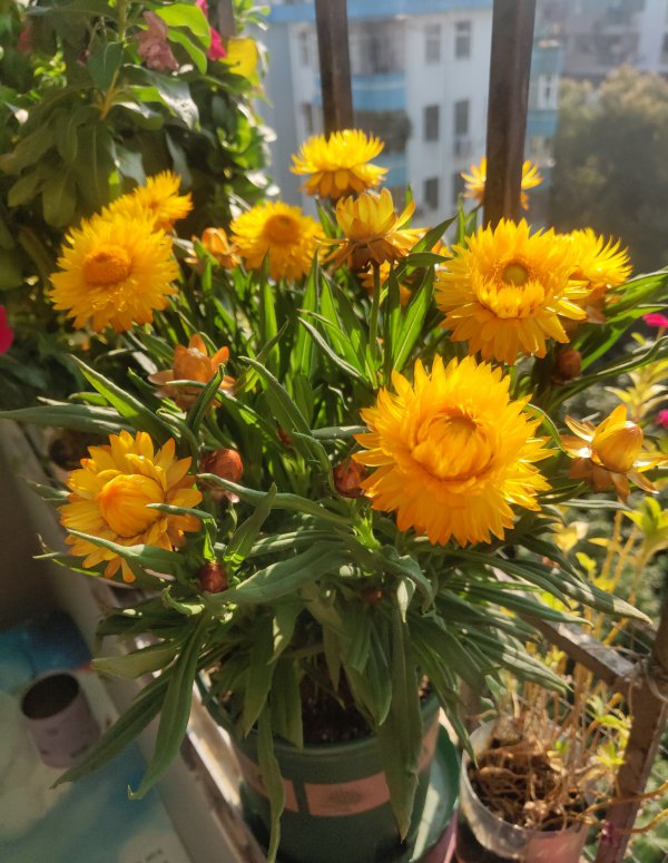 麦秆菊怎么养护方法
