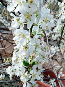 李子树开花时能浇水吗 李子树开花时需要浇水吗？